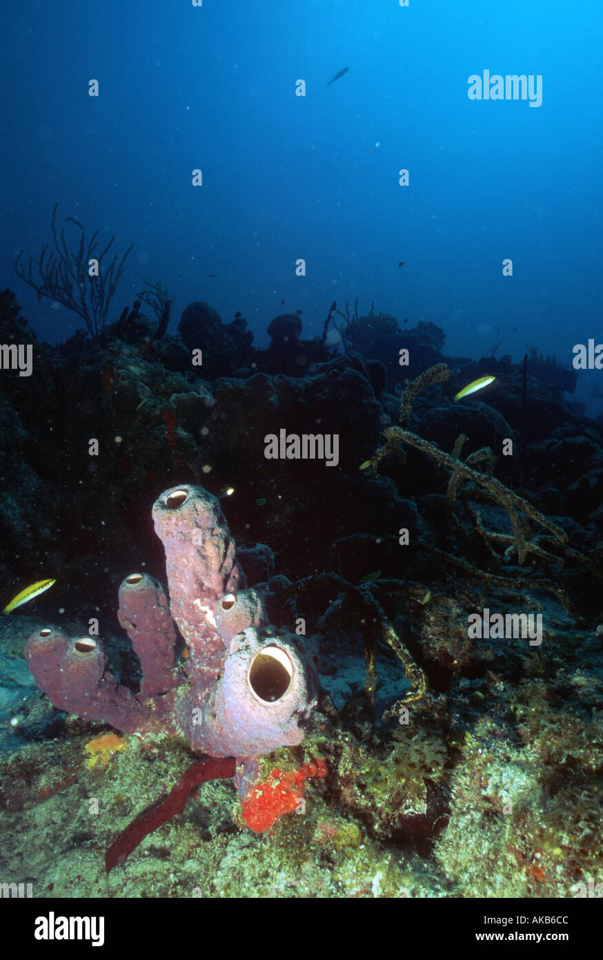 Purple sponges are common inhabitants of underwater dive sites in the Bahamas Stock Photo