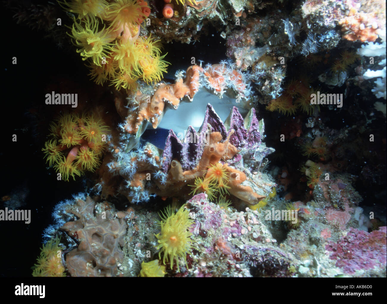This Pacific clam with its mouth open is a magnificently colorful coral reef inhabitant thriving underwater upon the wrecks of T Stock Photo