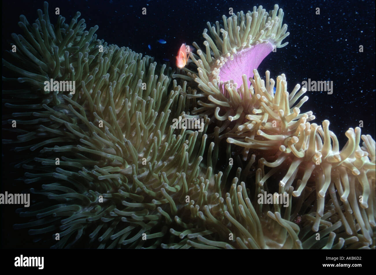 An Anemonefish seeks refuge in the graceful tentacles of a magnificent sea anemone Truk Lagoon Micronesia Stock Photo