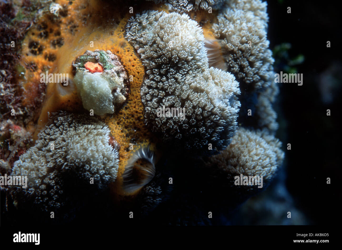 The blooming corallites of this stony coral show an equal grace and delicacy as other inhabitants of underwater sea gardens Stock Photo