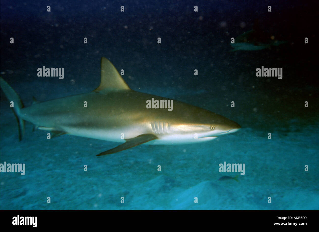 This denizen of the deep with customary gill slits pointed snout and distinctive dorsal fin is a gray Caribbean reef shark Stock Photo
