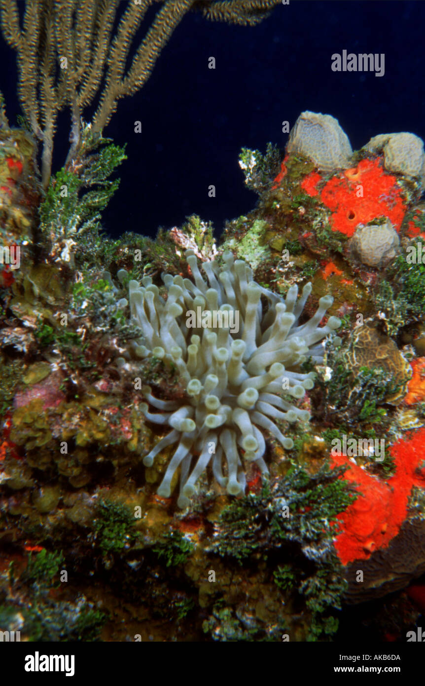 A delicate sea anemone is centered and surrounded by numerous reef inhabitants Stock Photo