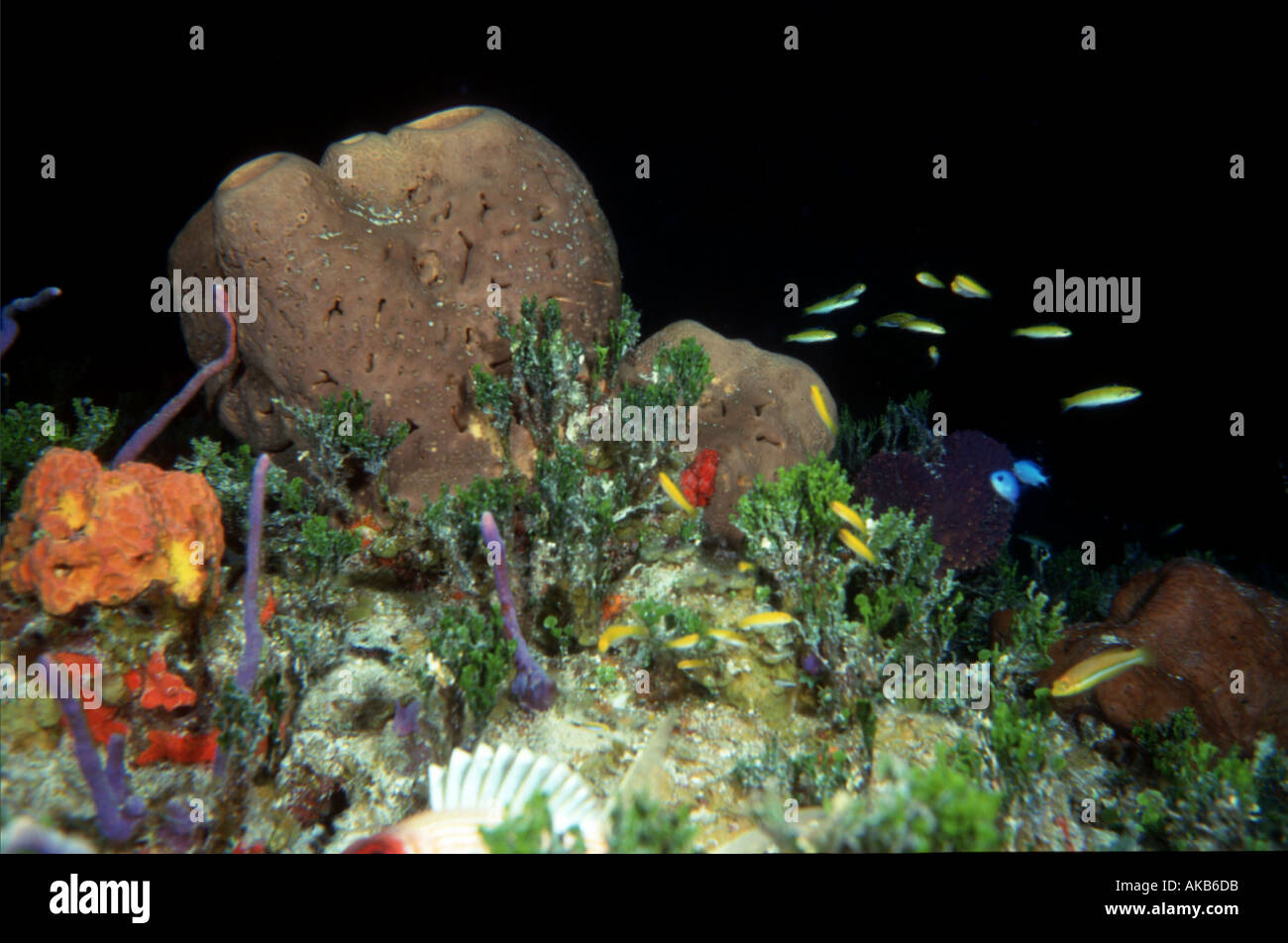 On a night dive in the Bahamas sponge and corals are found as well as schools of brilliant yellow wrasse Stock Photo