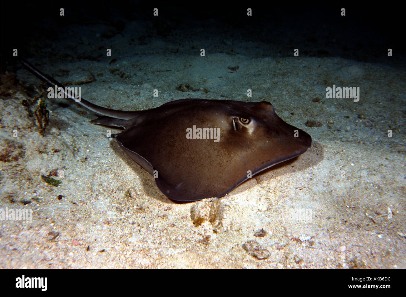 A Southern stingray with barbed tail skims gracefully over the sands of this Caribbean ocean dive site Stock Photo