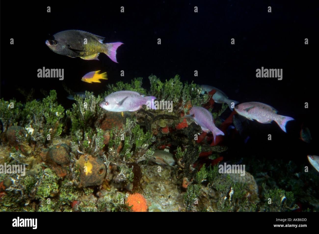 A mixed congregation of Creole wrasse and other reef fish swim over a coral garden during a night dive Stock Photo