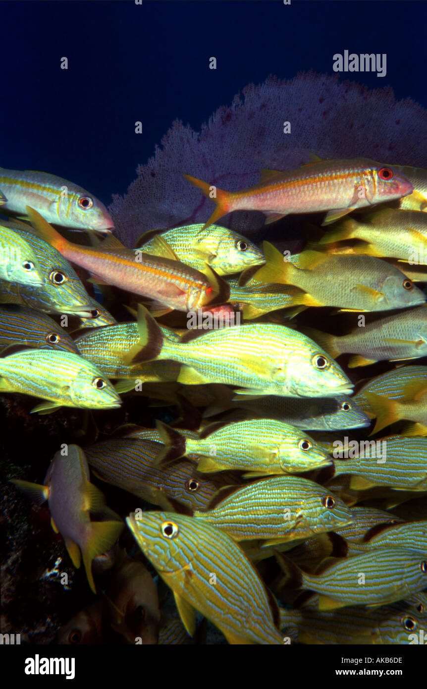 Schooling bluestriped grunts hover tightly for protection over a Caribbean reef Stock Photo