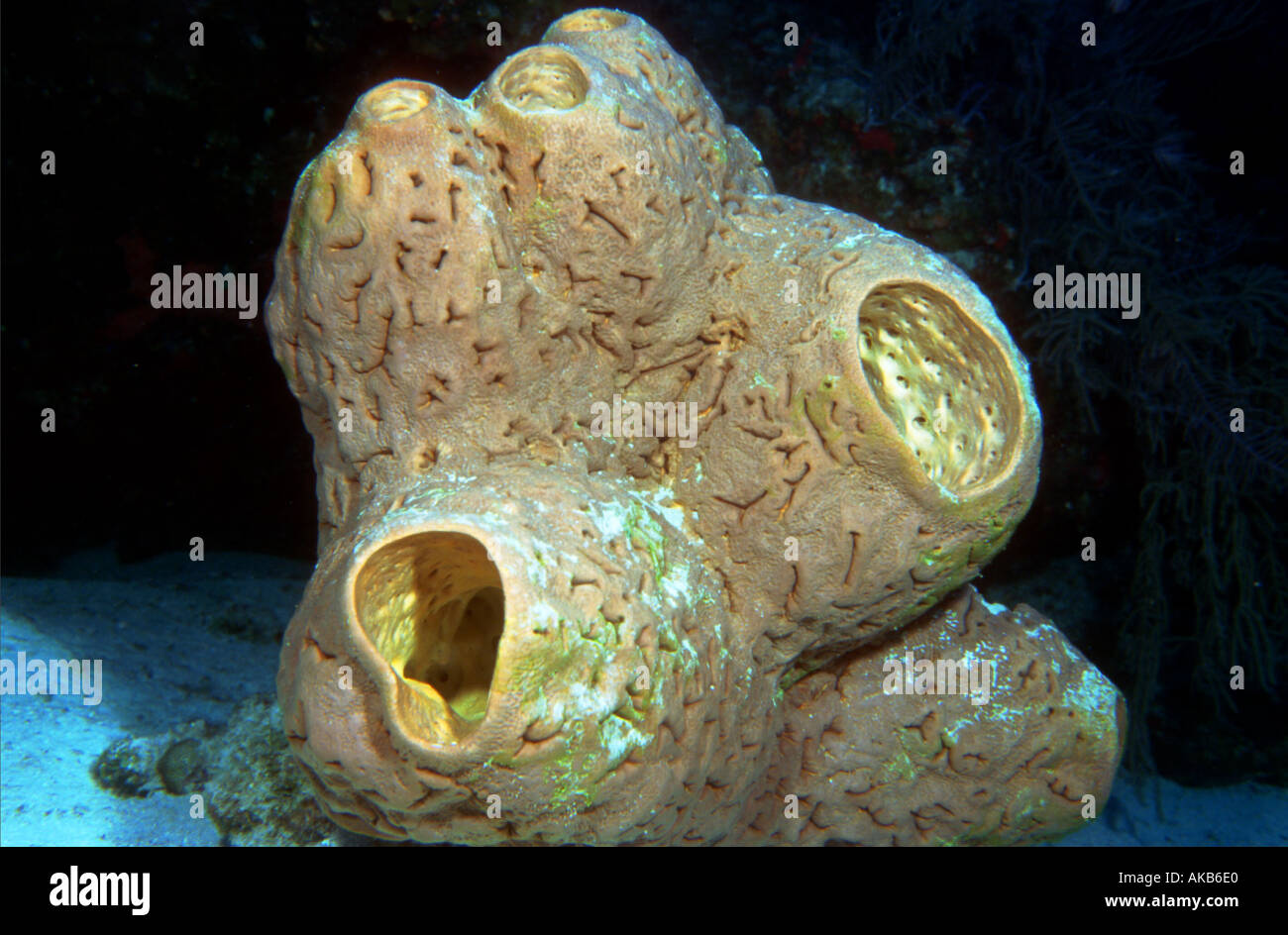 Excurrent openings and textural incurrent pores are obvious in this convoluted Caribbean sea sponge Stock Photo