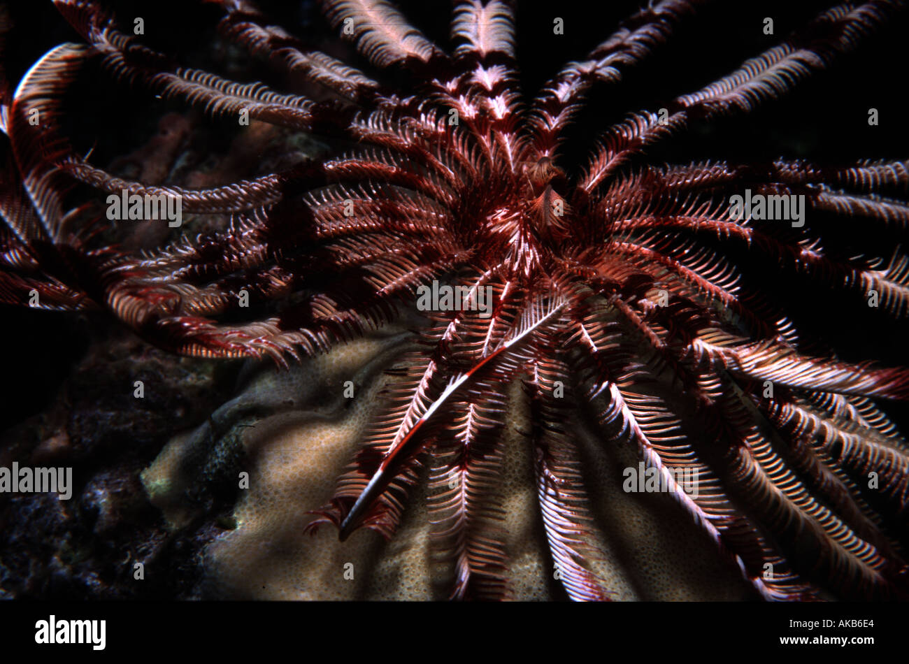 Feather stars in ocean currents catch planktonic food particles on sticky pinnules that are located along the sides of numerous Stock Photo