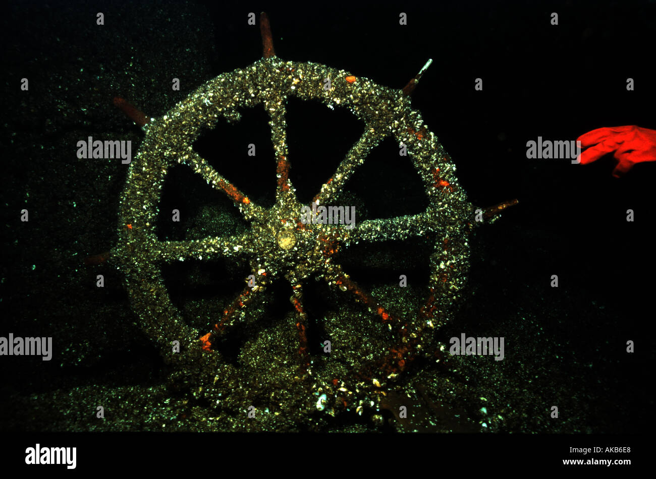 The captain s wheel of a sunken ship wreck in Lake Erie is encrusted with scores of zebra mussels Stock Photo