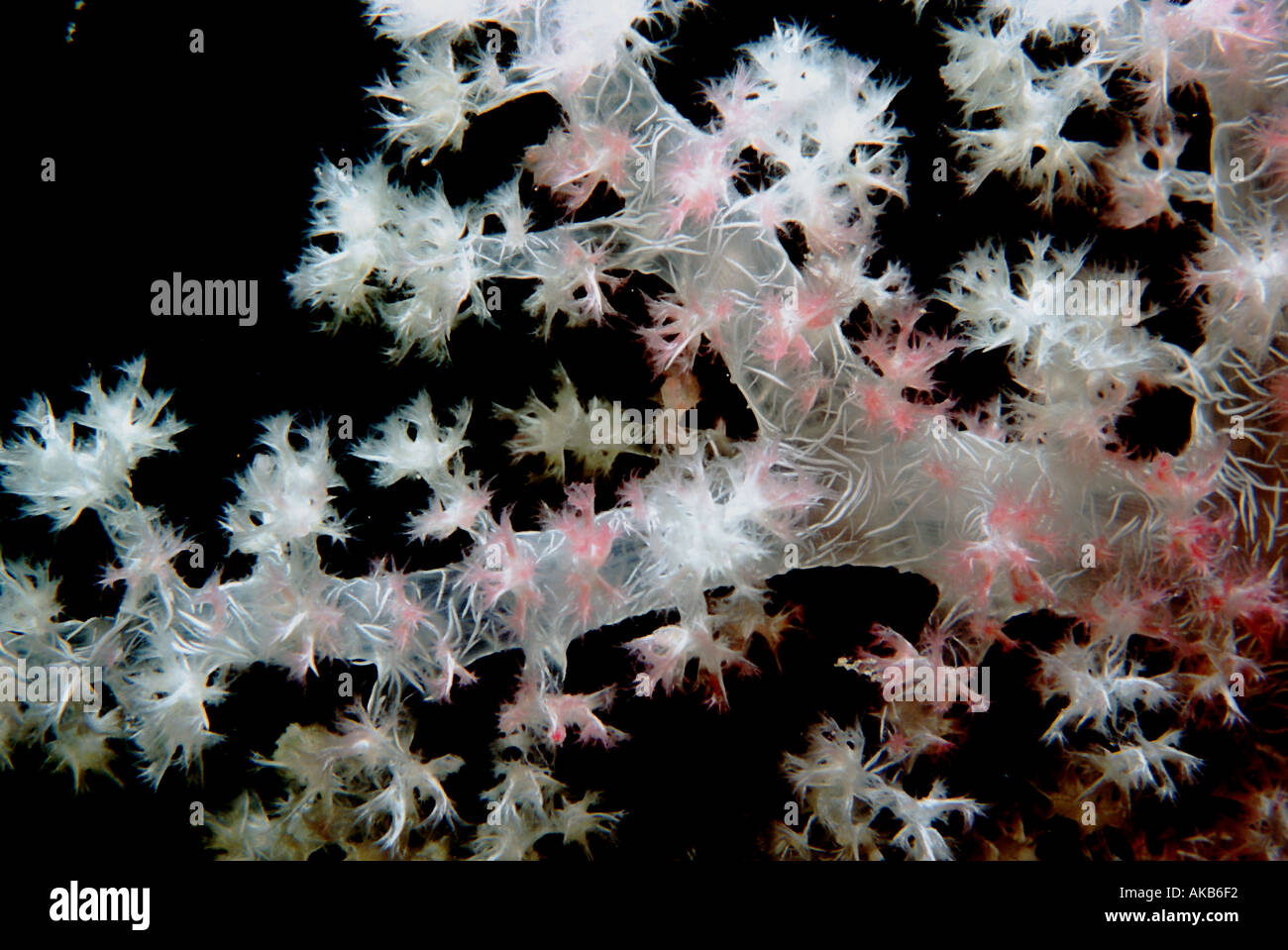 Soft coral branches of the Indo Pacific are delicate and pretty and can be found on the Hanakawa Maru dive site in Truk Lagoon Stock Photo