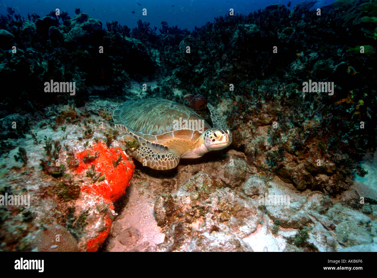 A Caribbean green sea turtle rests on the coal reef at a dive site in Bimini Bahamas Stock Photo