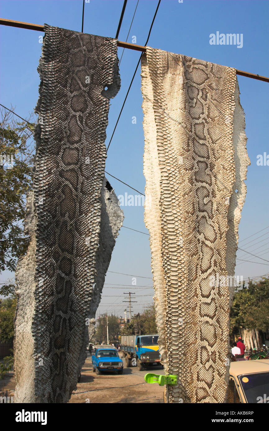 Crocodiles Die Horrifically In Vietnam For Louis Vuitton Leather Bags