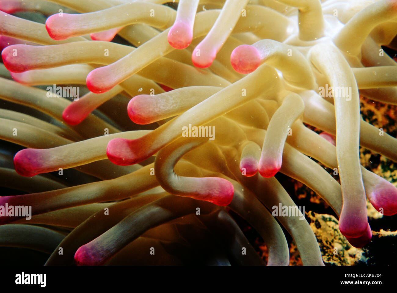 The neon colors of this sea anemone's tentacles is a luminous example of the ocean life Stock Photo