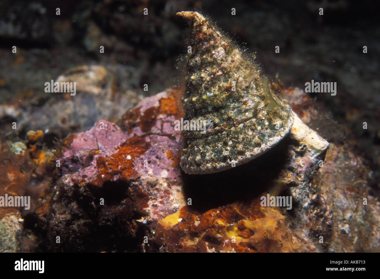 There is most likely a snail or gastropod beneath the triangular shaped cone of the cerithium literatum Stock Photo