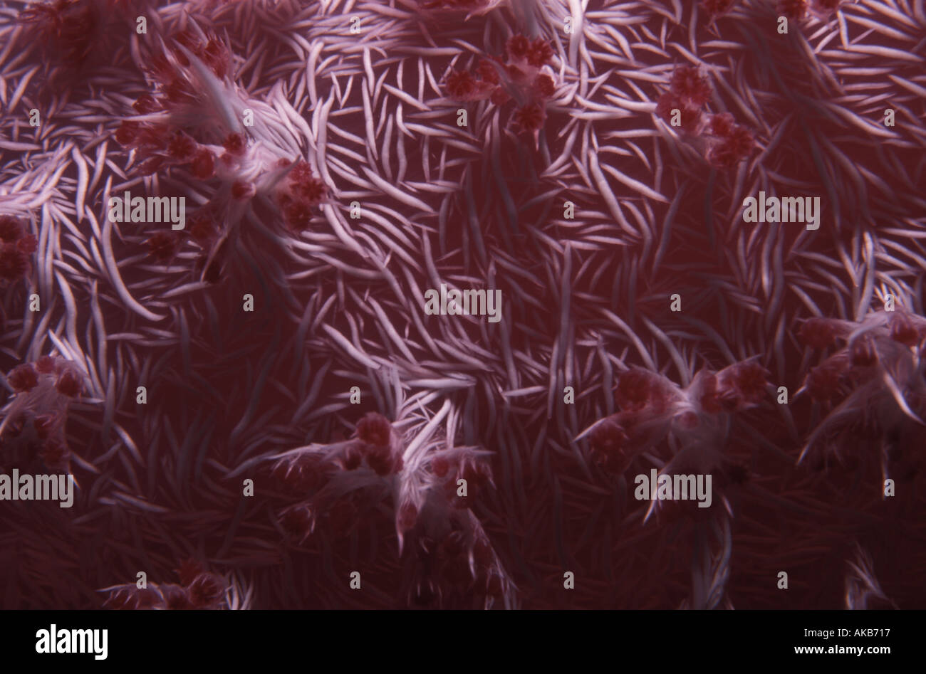 A macro of a Pacific ocean gorgonian shows an abstract quality in dazzling purples skeletal spicules and a profusion of pink Stock Photo