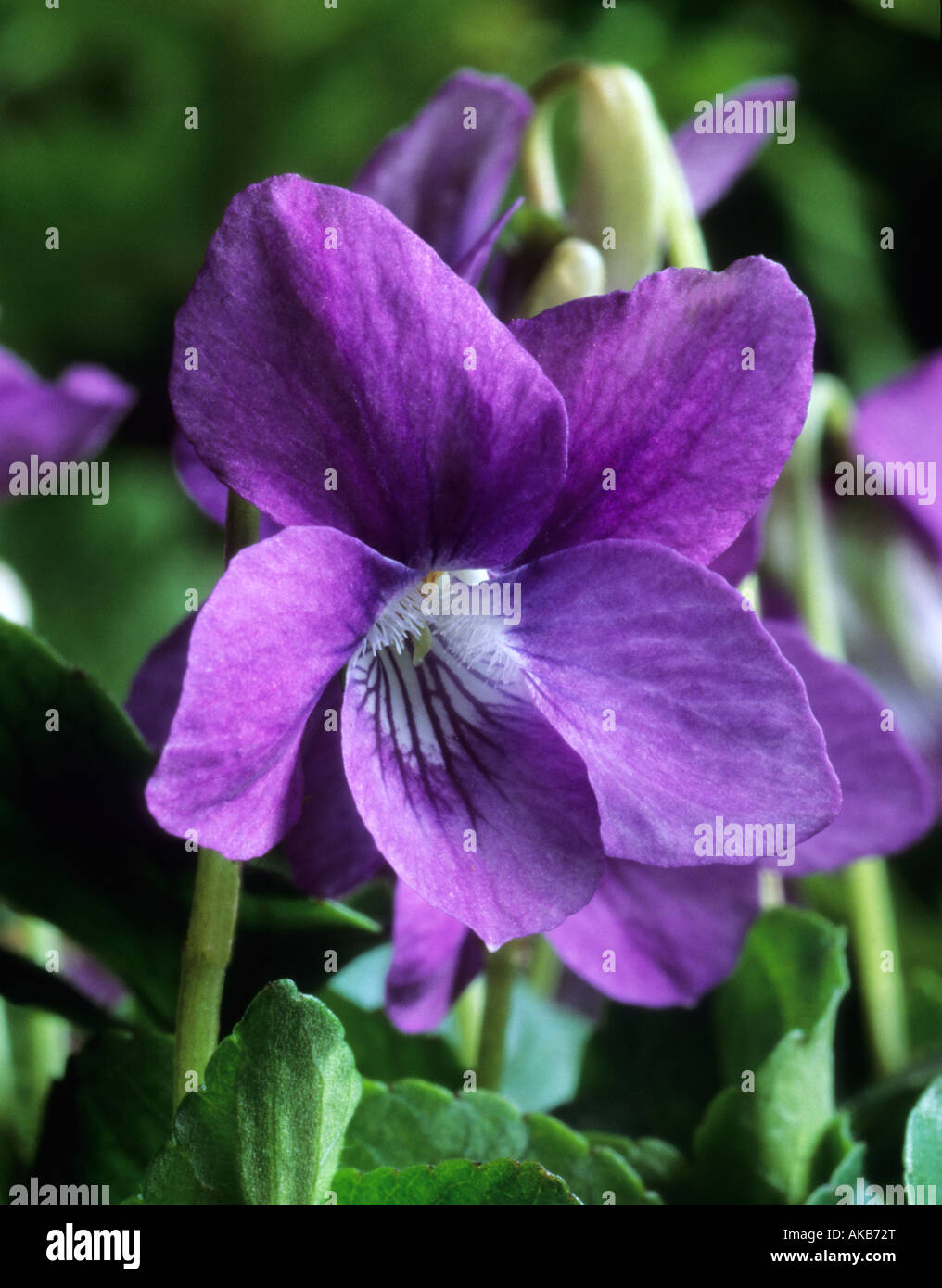 violet Viola rupestris Rosea Stock Photo