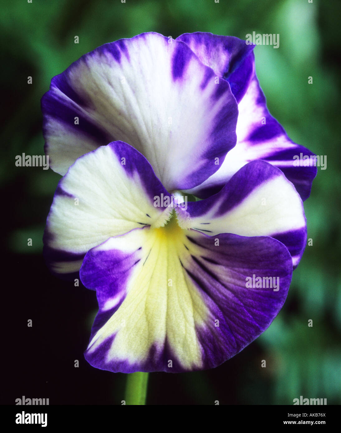 violet Viola Rebecca Stock Photo