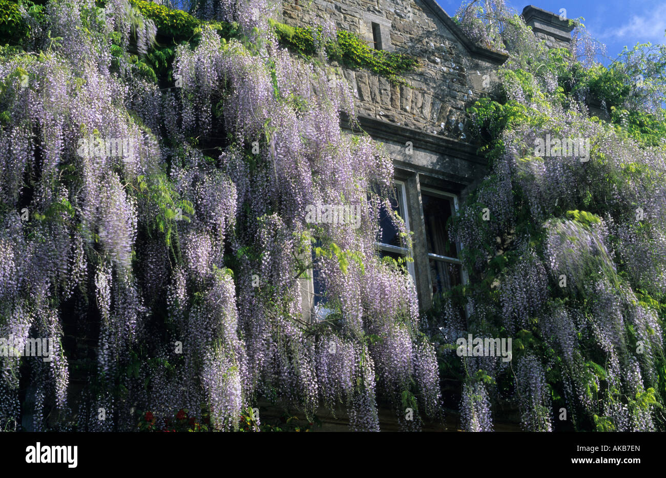 Japanese Wisteria florifunda 'Macrobotrys' Stock Photo - Alamy