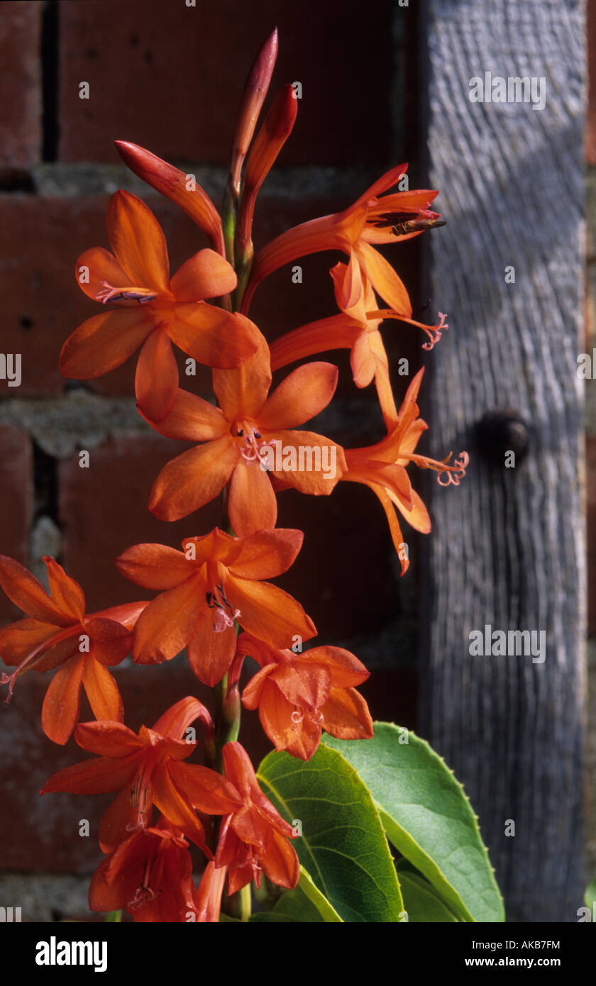 Watsonia angusta Stock Photo