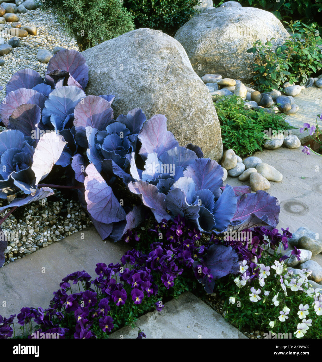 design Geoffrey Whiten Violas and cabbage growing in pavement cracks Stock Photo