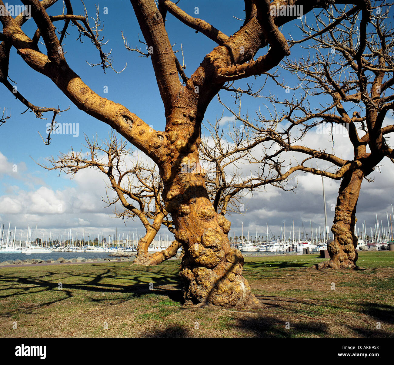 Warped tree hi-res stock photography and images - Alamy