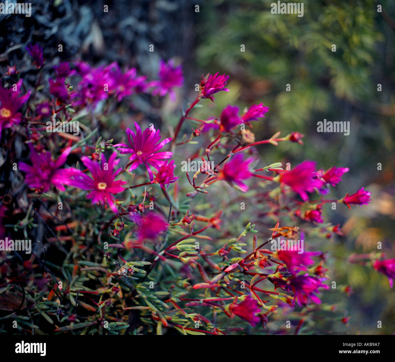 Purple Wild Flowers Stock Photo - Alamy