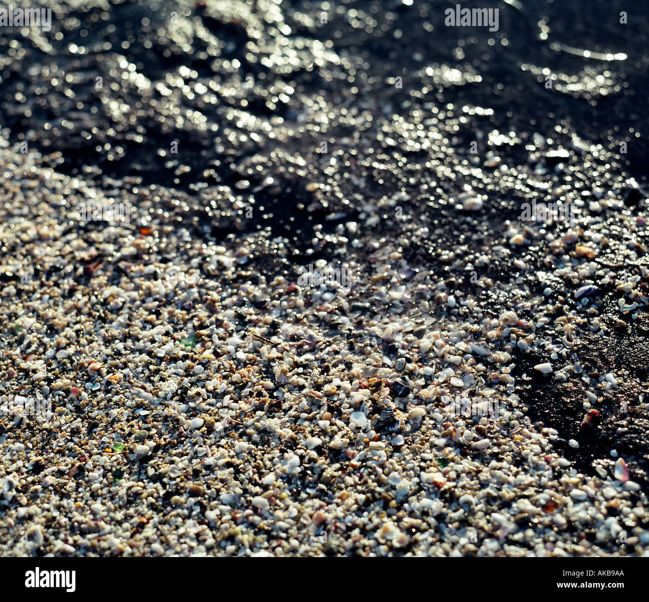 Tiny shells hi-res stock photography and images - Alamy