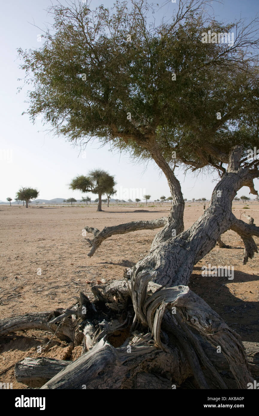 Oman, Sharqiya Region, Ras Al Hadd Area, Acacia Tree Stock Photo