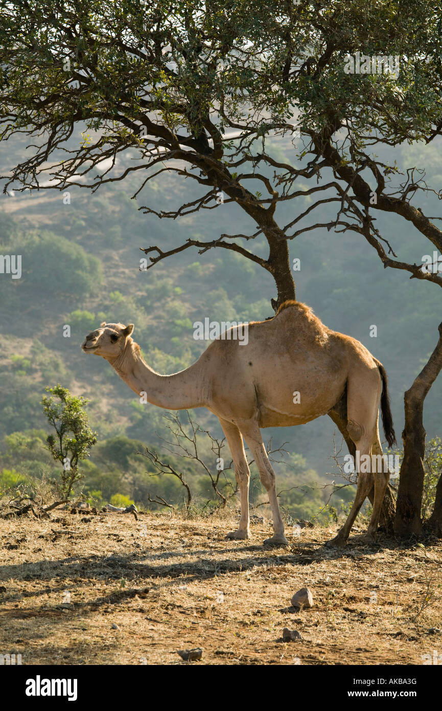 Oman, Dhofar Region, Salalah (Area), Camel in the Dhofar Mountains