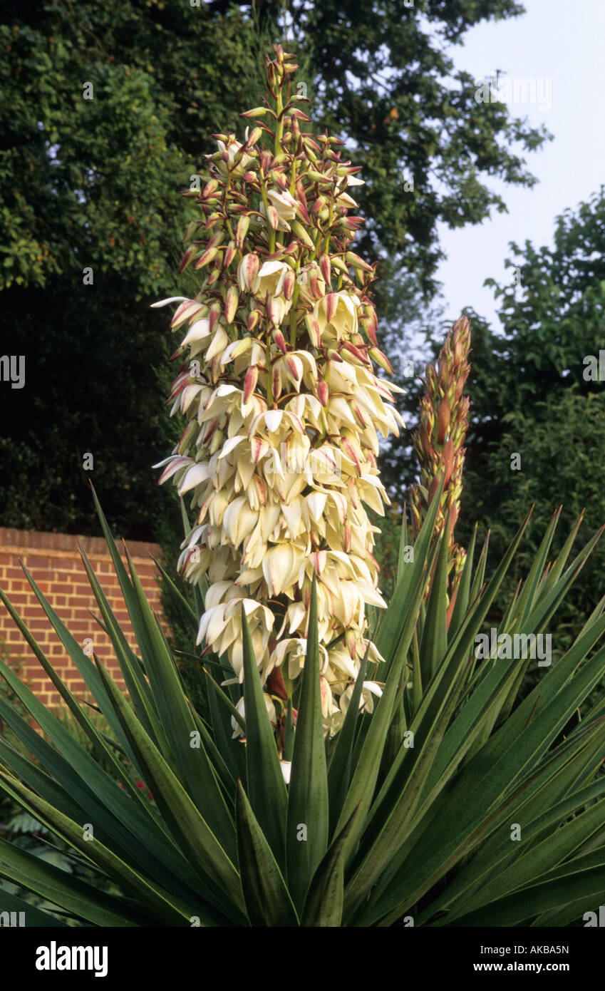 Yucca aloifolia Stock Photo