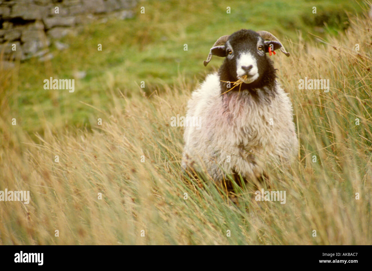 Sheep welsh horns hi-res stock photography and images - Alamy