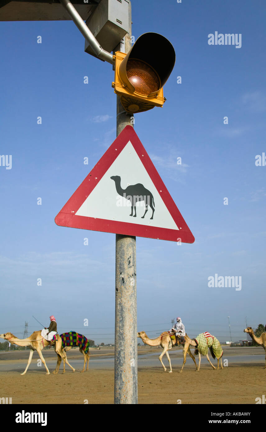 Camel Races Sign UAE, Dubai, Al-Marqadh, Dubai Camel Racing Track, Camel Crossing Sign ...