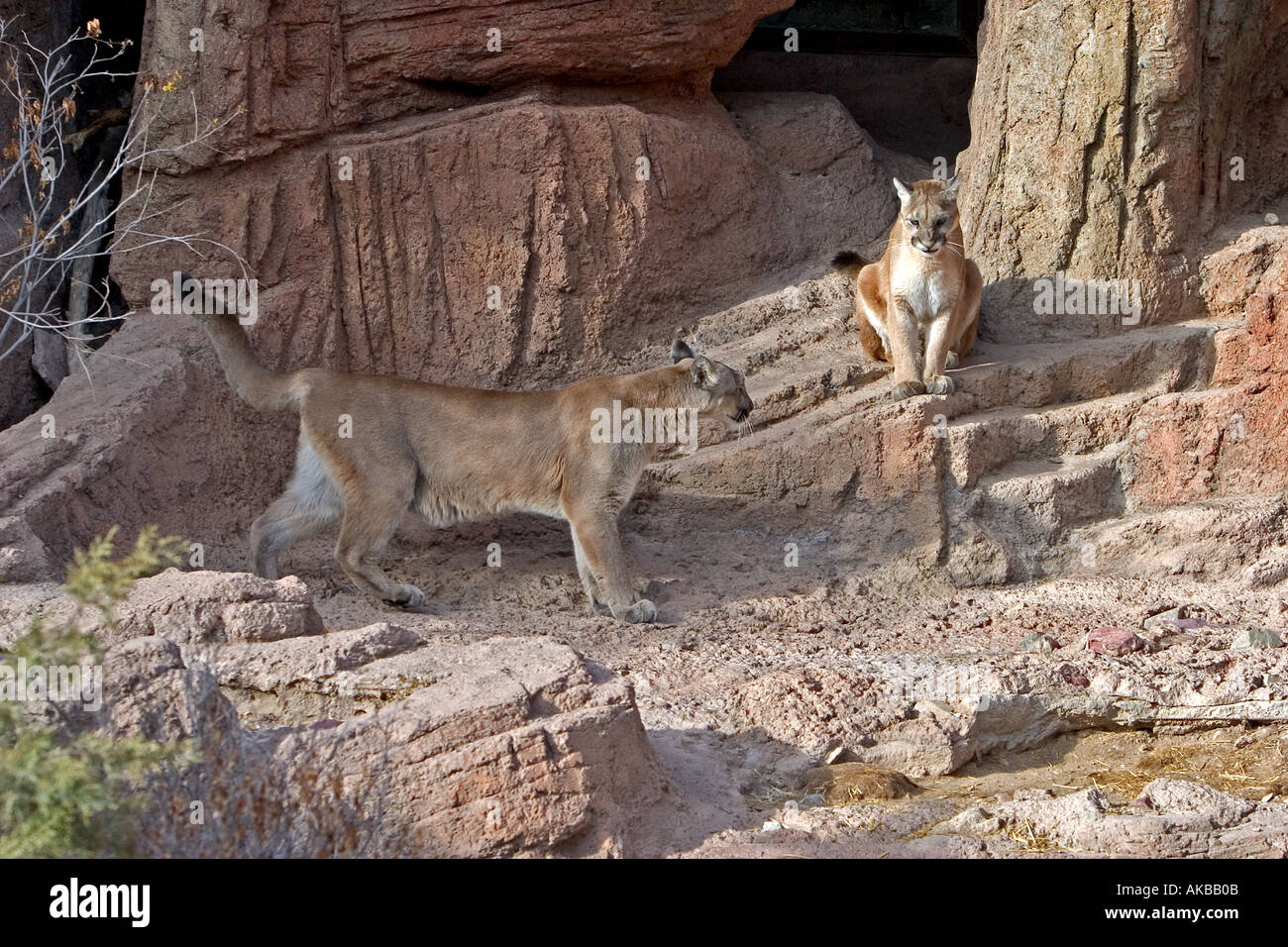 how to get mountain lion tag in az how to get mountain lion tag in az
