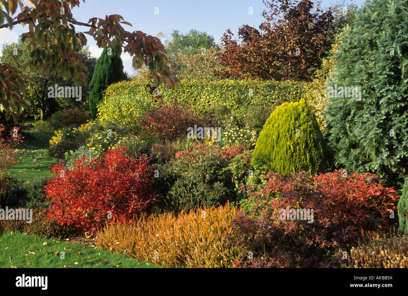 Brooklands Dorset autumn border of shrubs and trees Stock Photo Alamy
