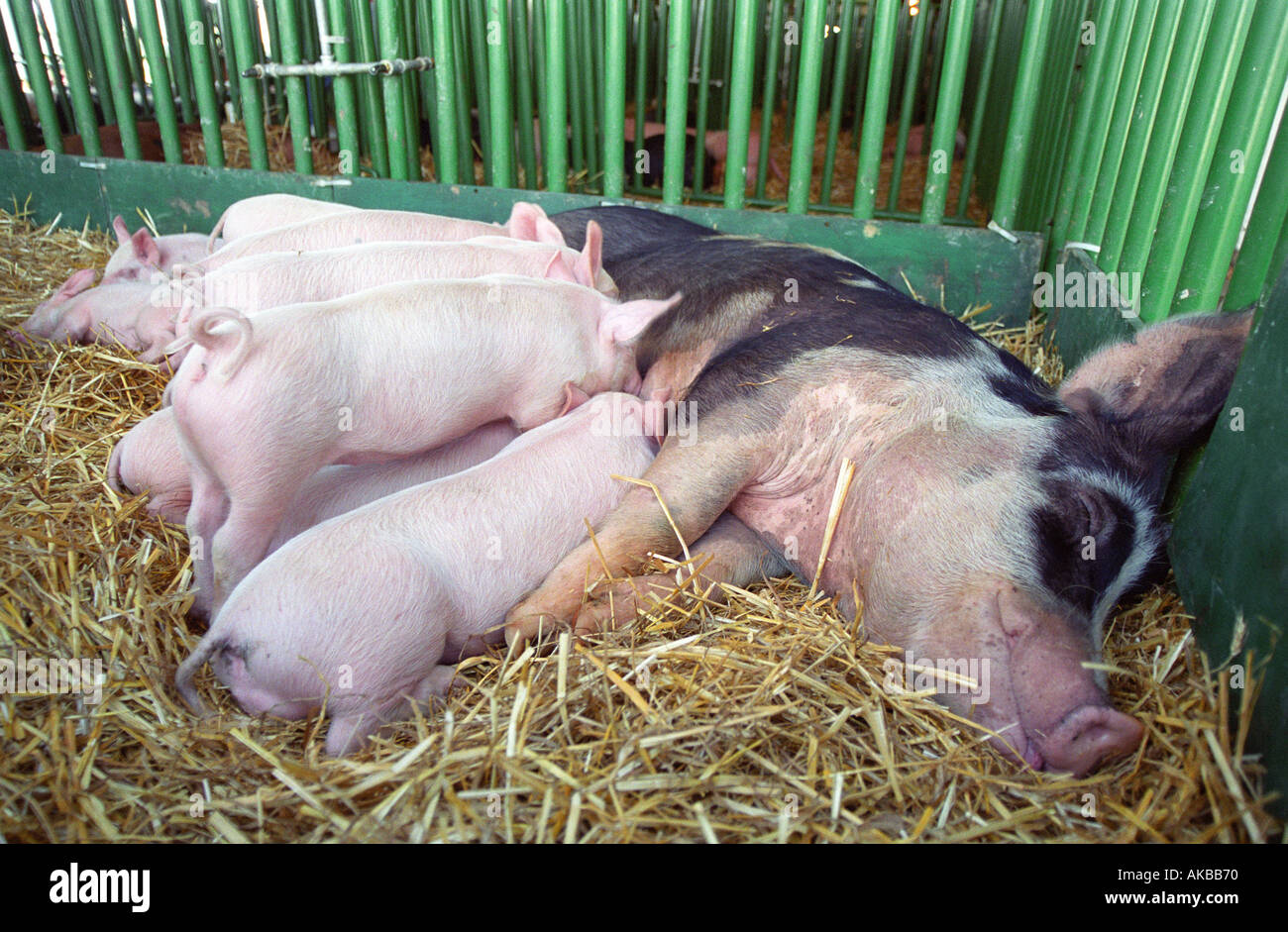 Mother pig with piglets at county fair Stock Photo