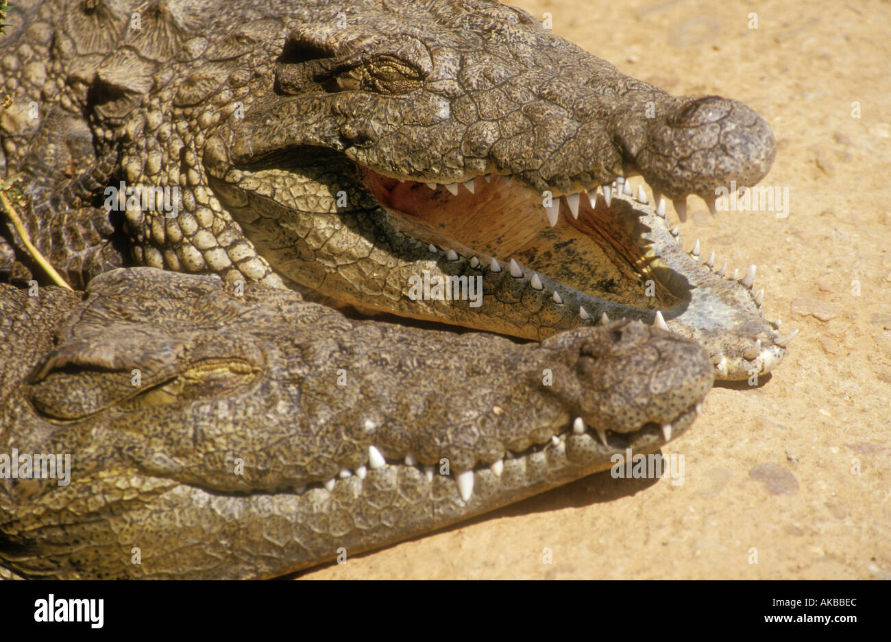 Crocodiles on farm Zimbabwe Diagnostic characteristic for group shows as a notch with external tooth Stock Photo