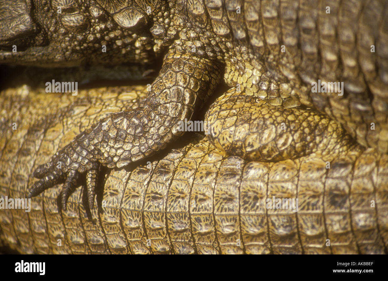 Crocodile foot and skin showing scales Zimbabwe Crocodile skin is used to make artefacts such as handbags Stock Photo