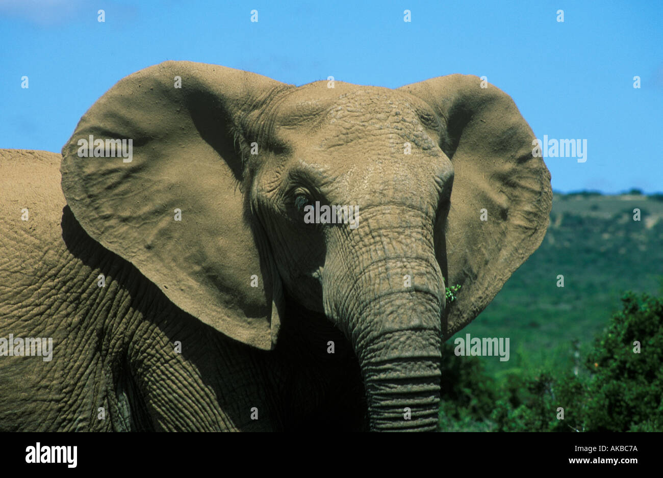 An Elephant eating in the bush in South Africa Stock Photo - Alamy