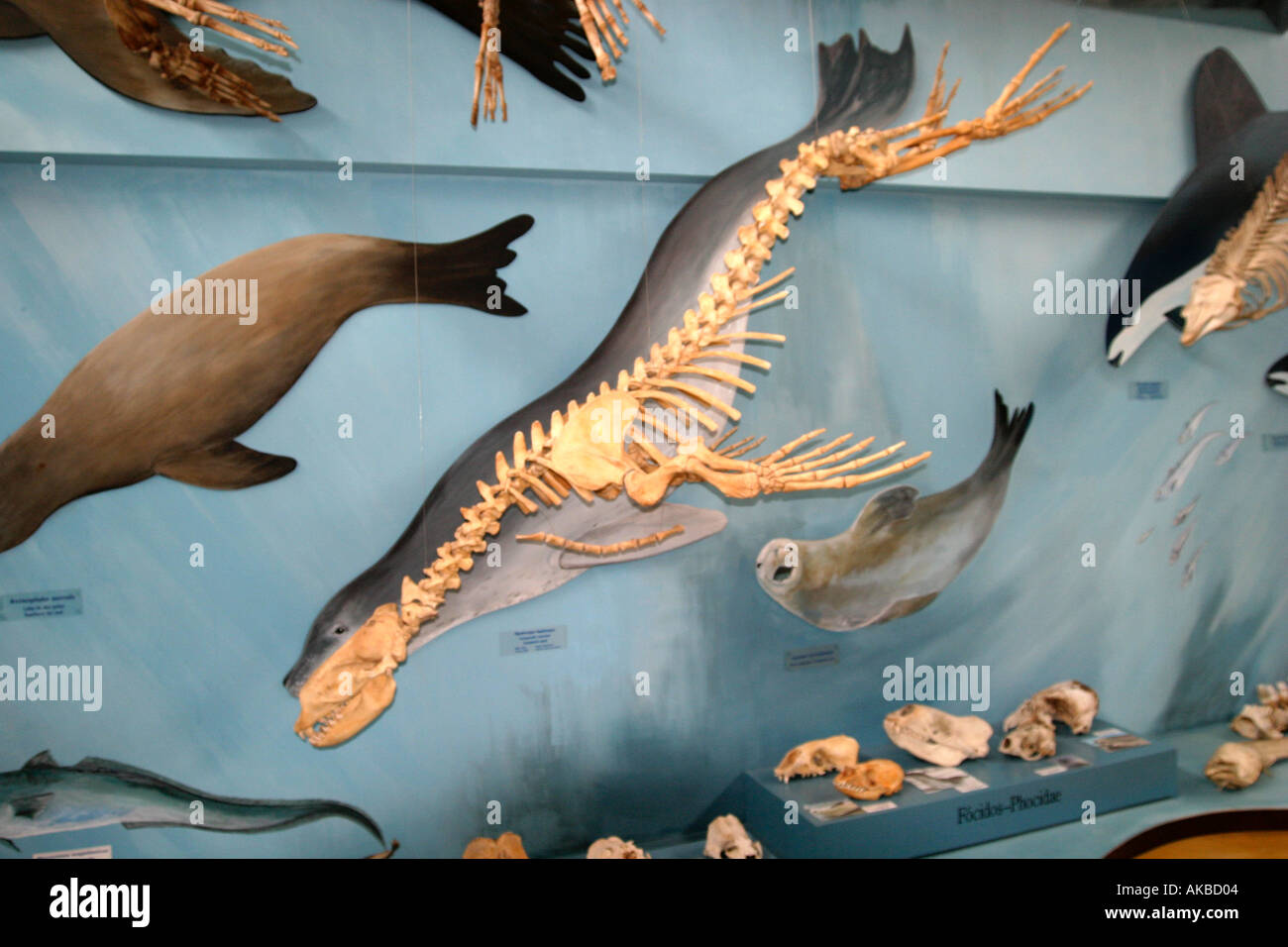 Important Museo Acatushun de Aves y Mamiferos Marinos Australes