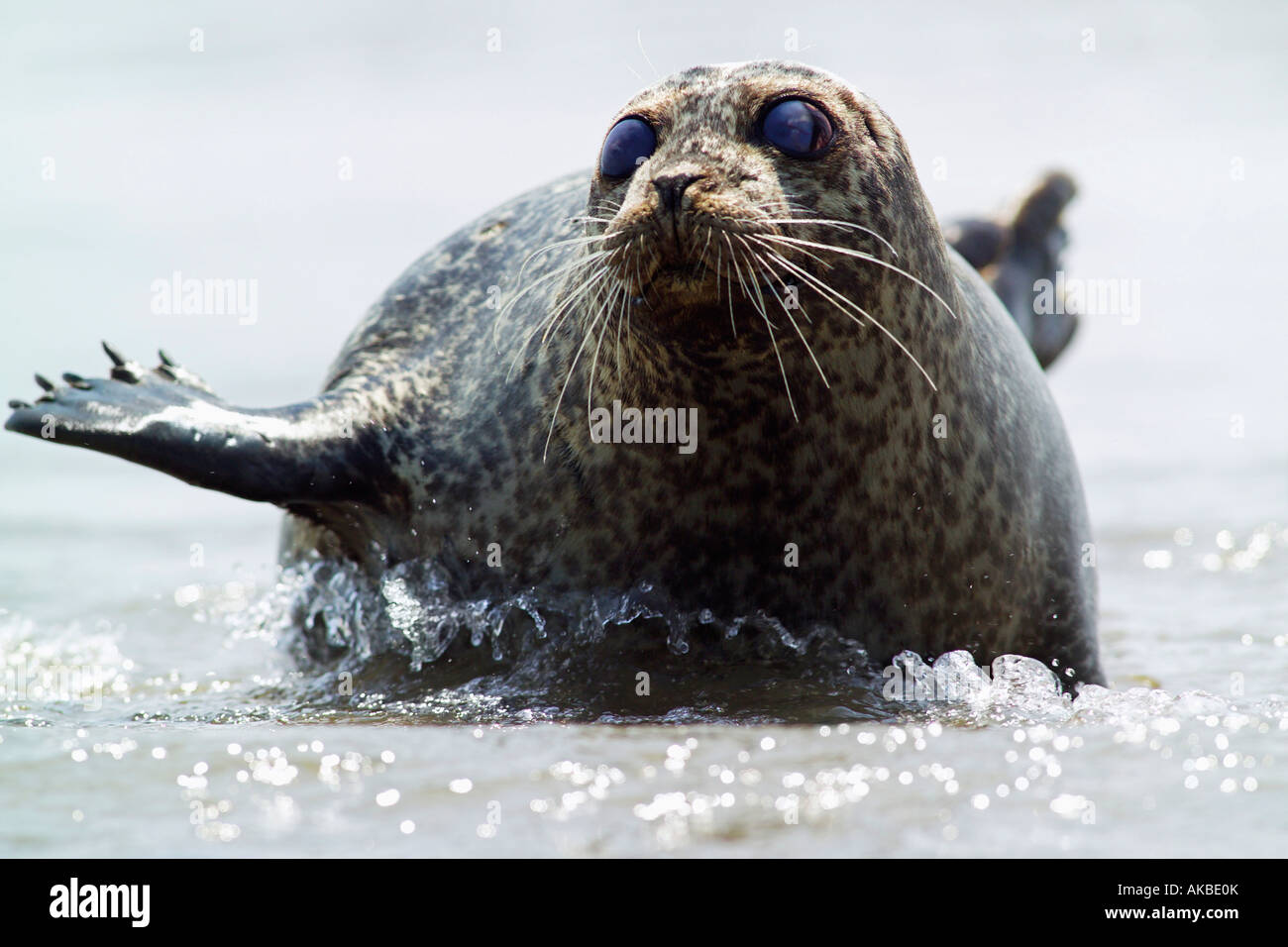 Seal lying in shallow water Stock Photo