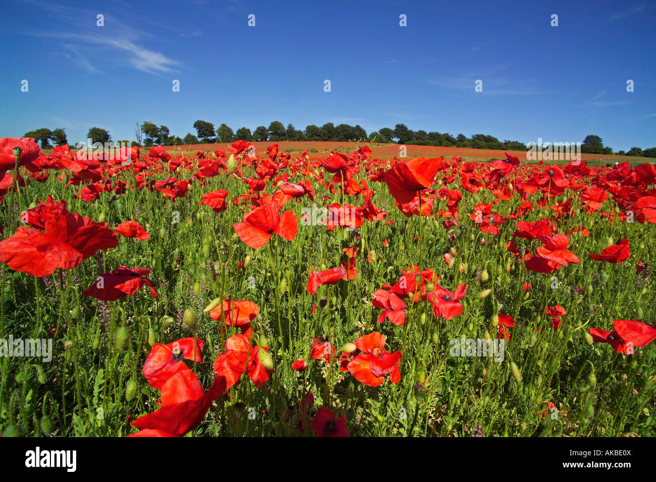 Field of poppies Stock Photo - Alamy