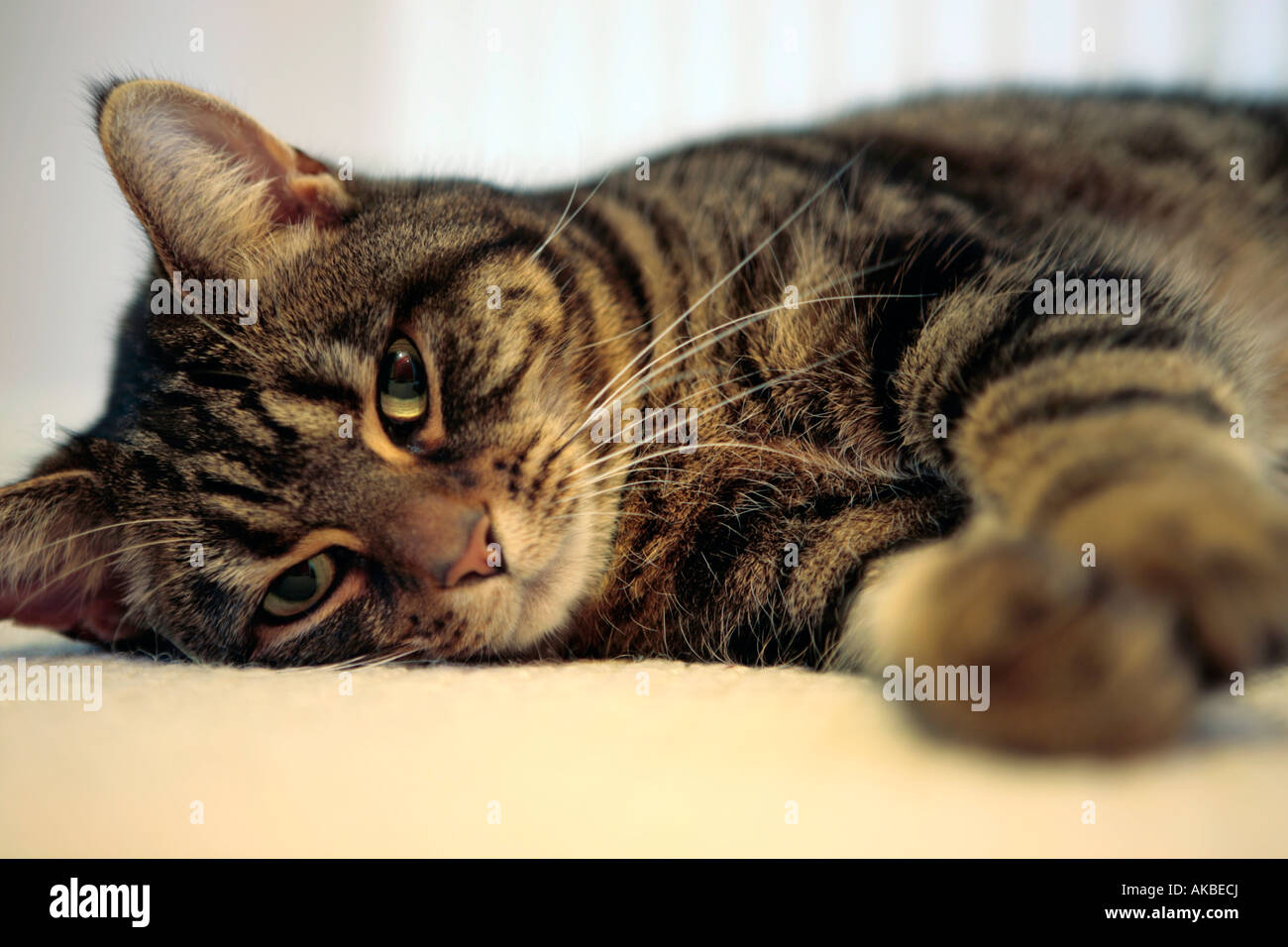 Tabby cat lying down Stock Photo Alamy