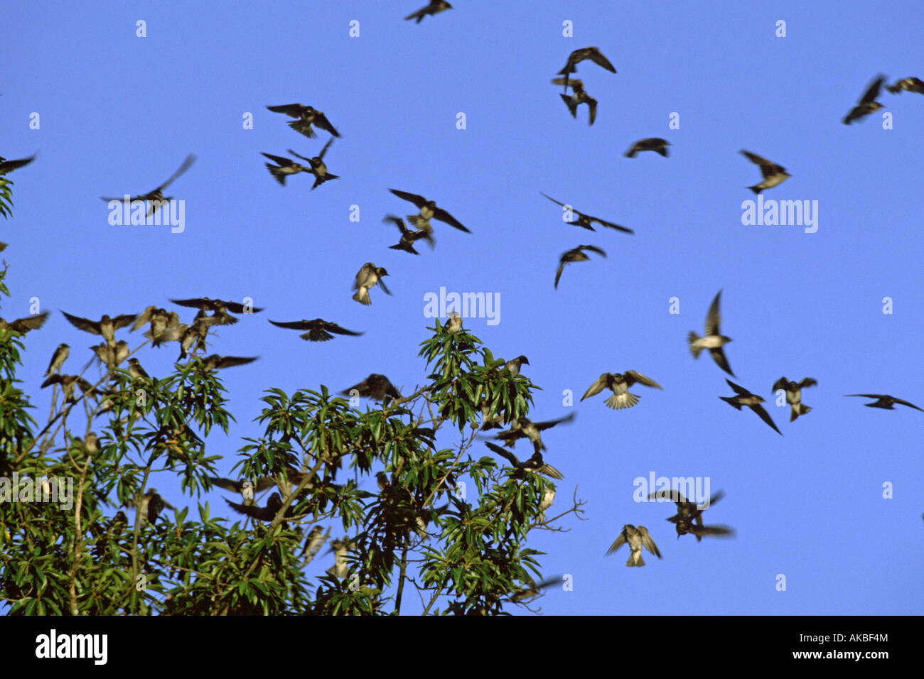 Purple Martin Flock Stock Photo