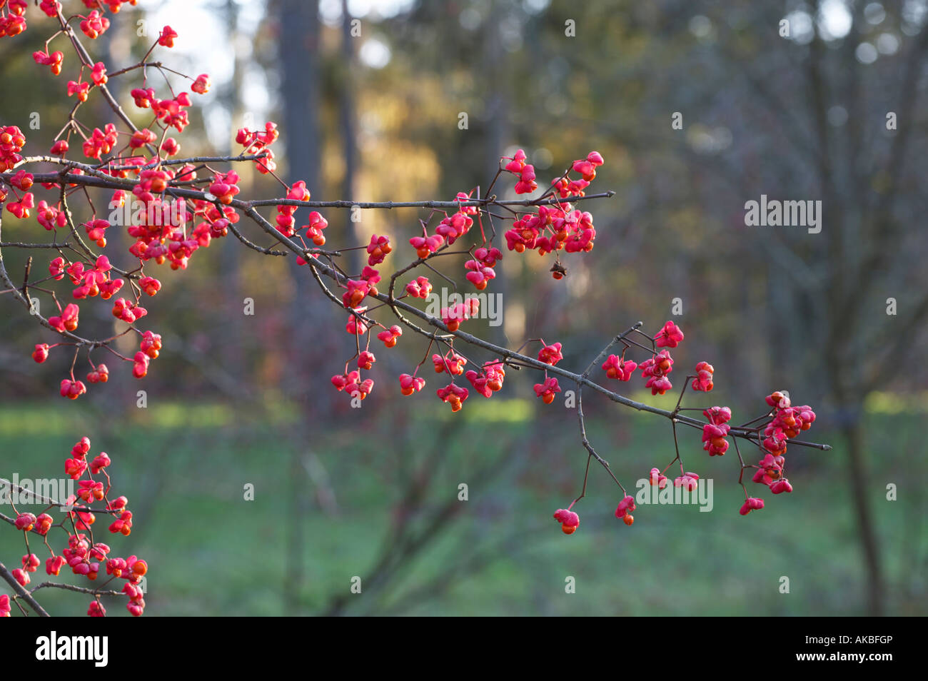 Chinese spindle tree Stock Photo