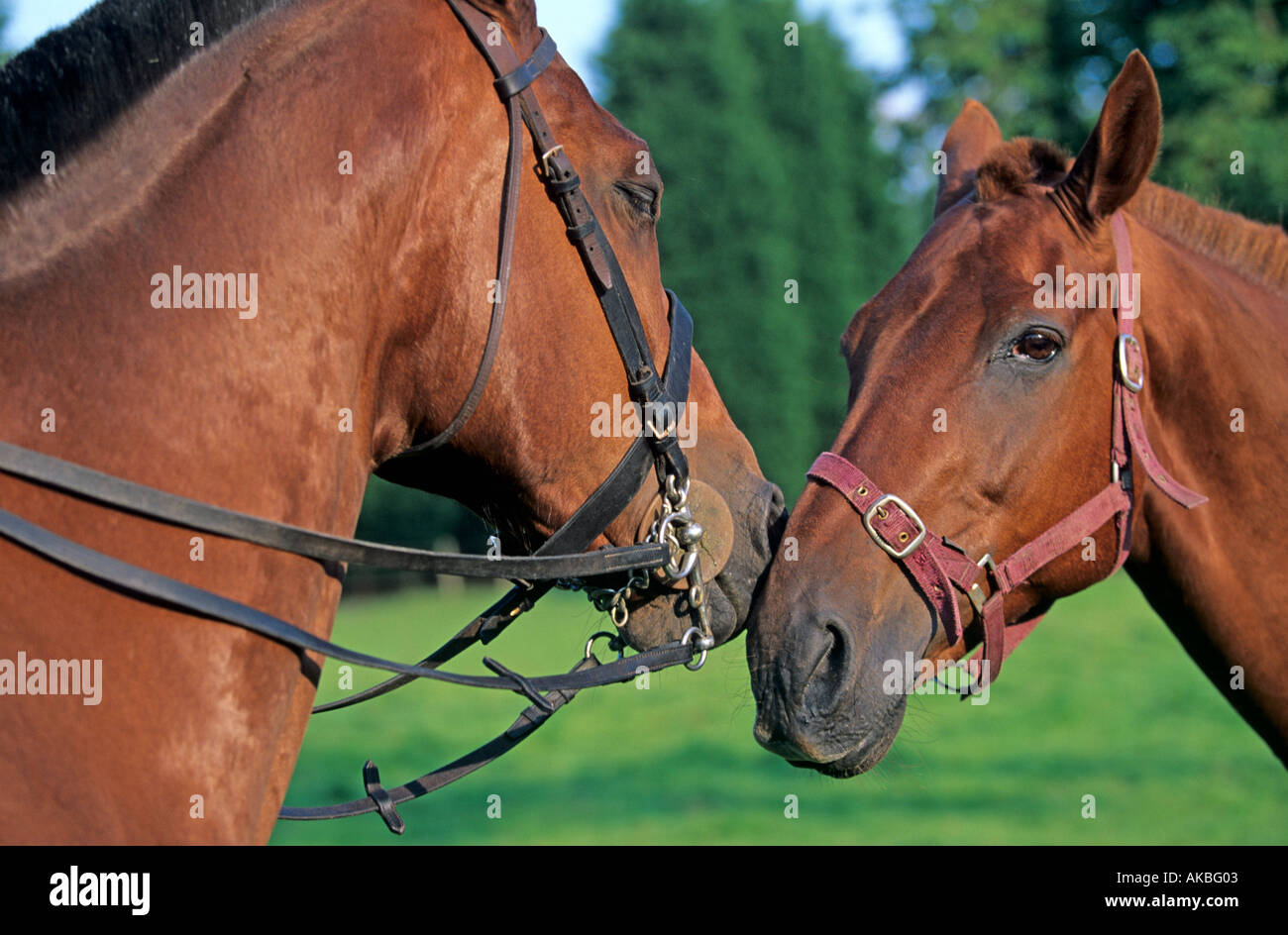 Talking Heads High Resolution Stock Photography and Images Alamy