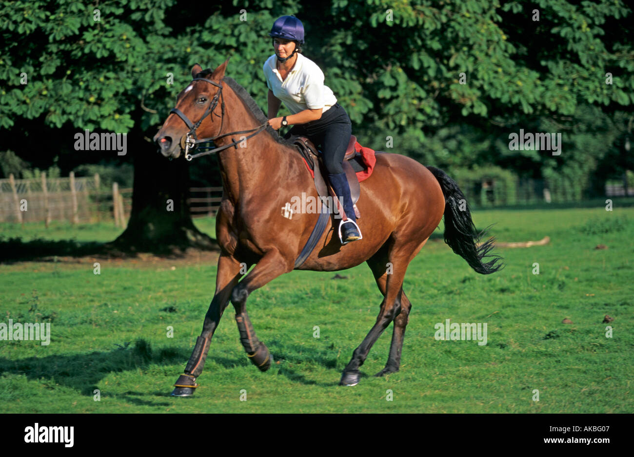 Back of horse and rider hi-res stock photography and images - Alamy
