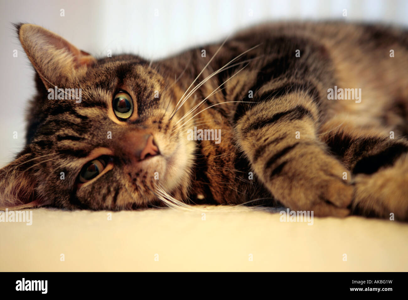 Tabby cat lying down Stock Photo - Alamy