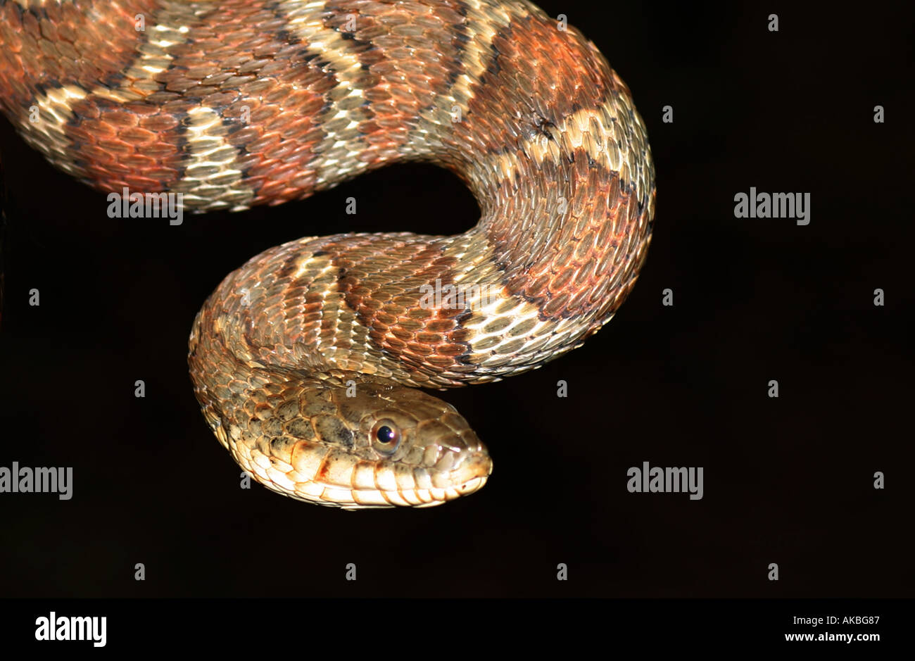 Corn Snake in Virginia Stock Photo Alamy