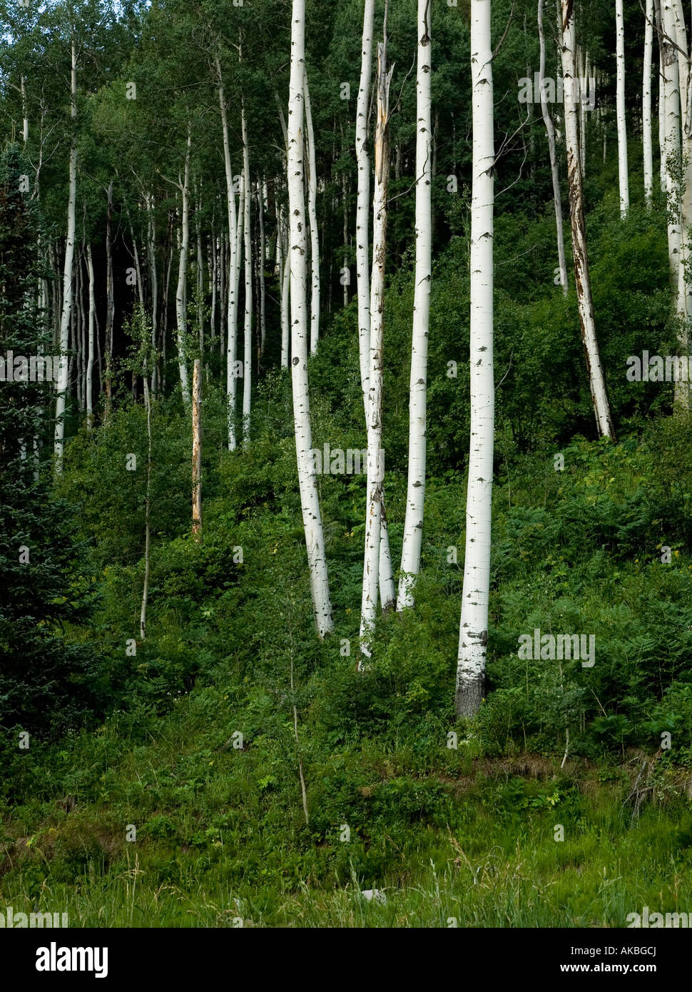 Aspen trees colorado hires stock photography and images Alamy