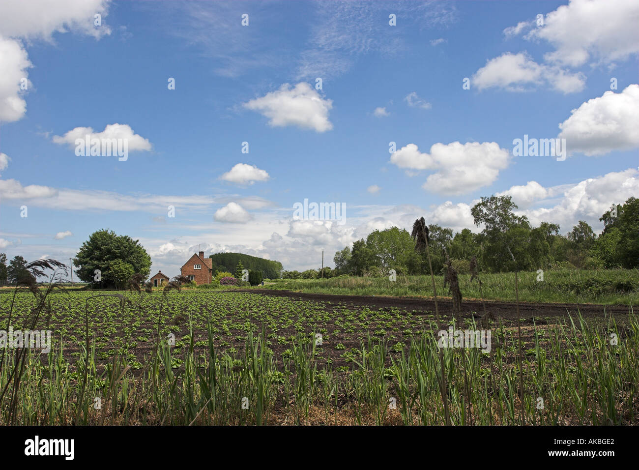 Black peat farmland on the edge of Holme Fen nature reserve lowest point in Britain lying at the westerly end of East Anglia Stock Photo